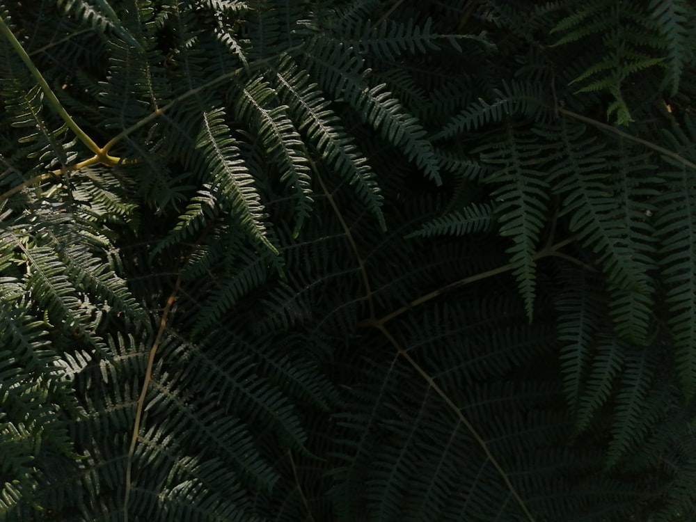 green fern plant during daytime