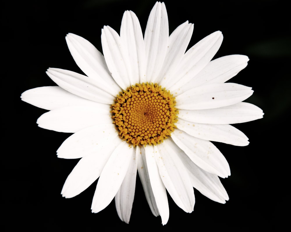 white daisy in bloom close up photo