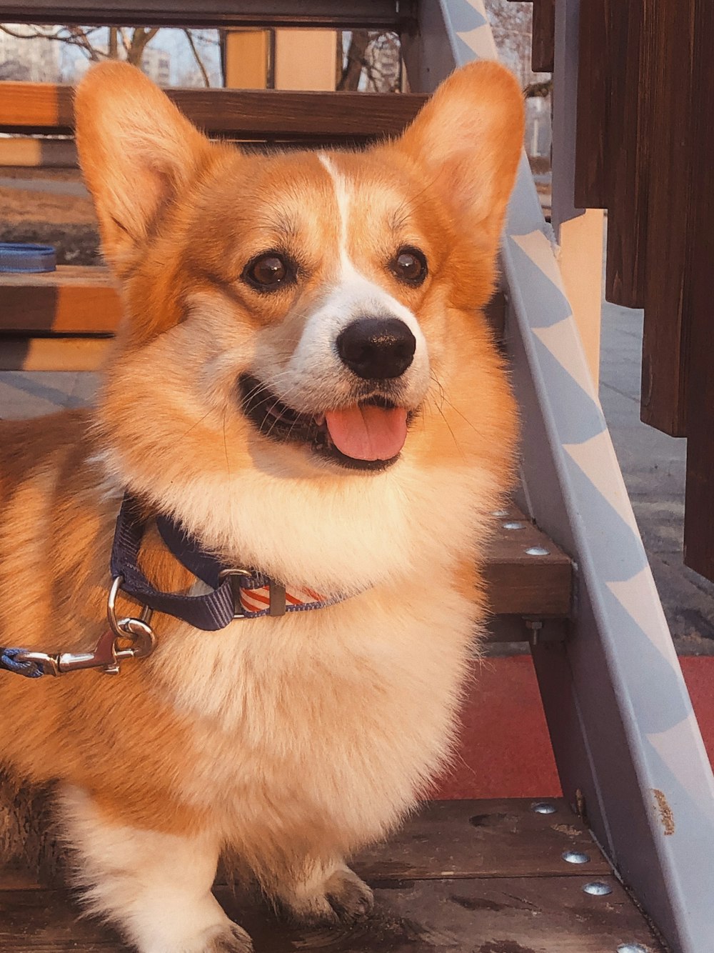 brown and white corgi dog