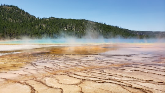 green trees near body of water during daytime in Grand Prismatic Spring United States