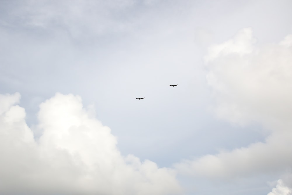 black bird flying under white clouds during daytime