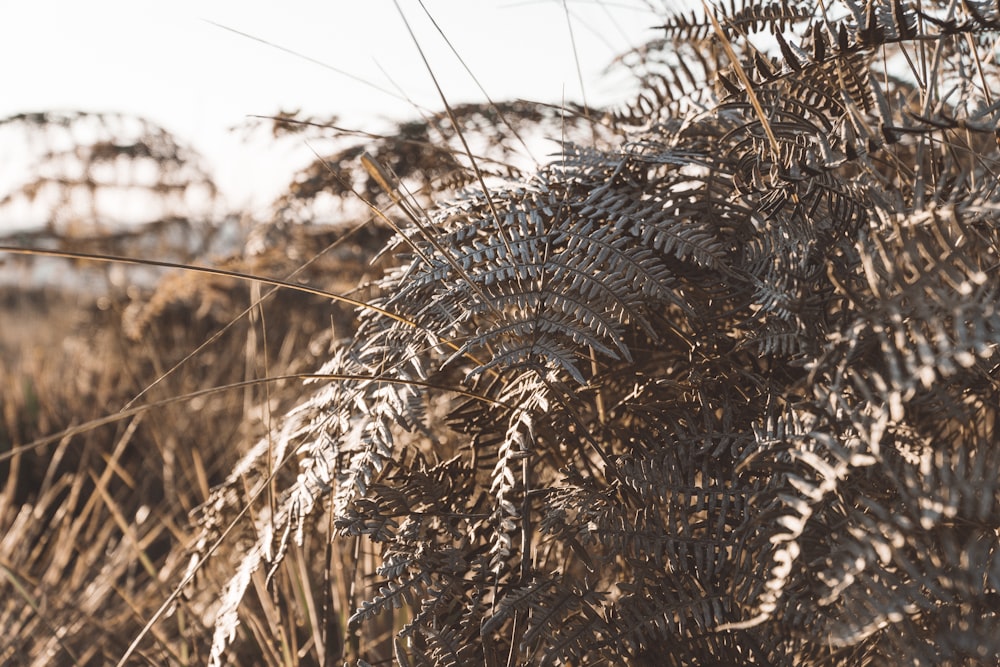 brown wheat field during daytime