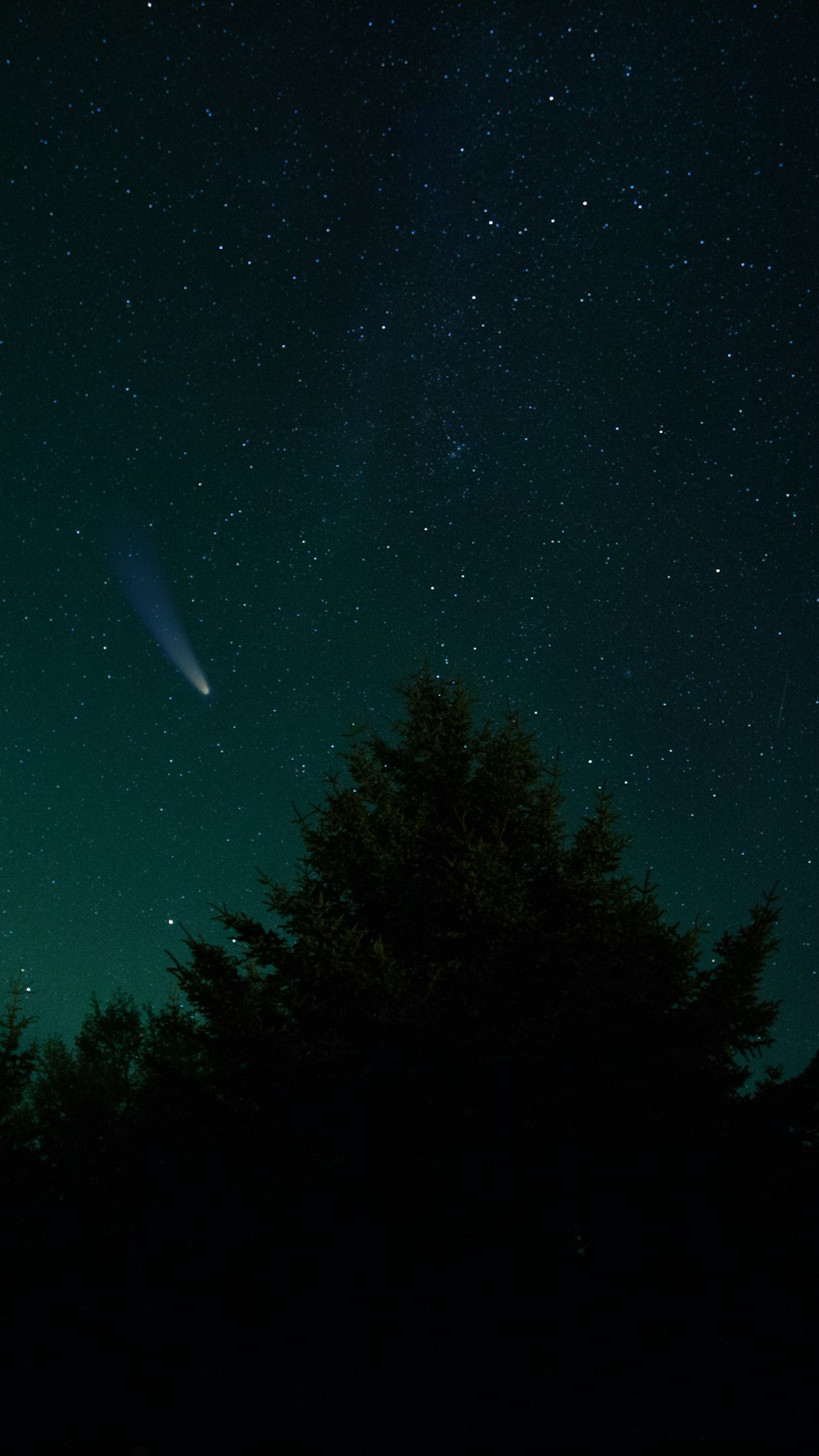 green trees under blue sky during night time