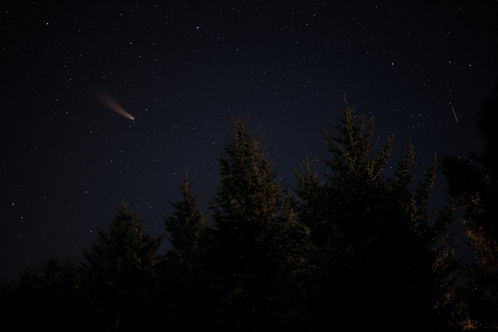 árboles verdes bajo el cielo azul durante la noche