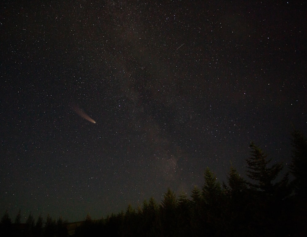 árboles verdes bajo la noche estrellada