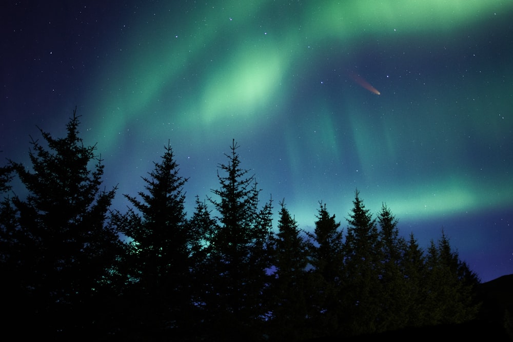 pinos verdes bajo el cielo azul