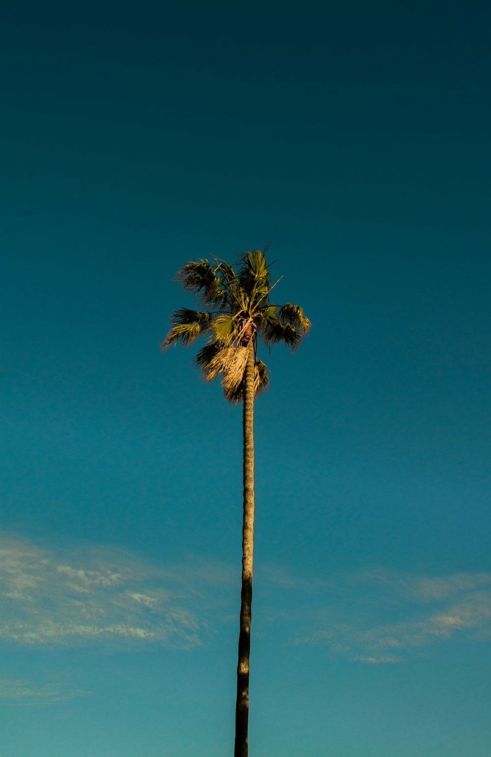 green palm tree under blue sky during daytime