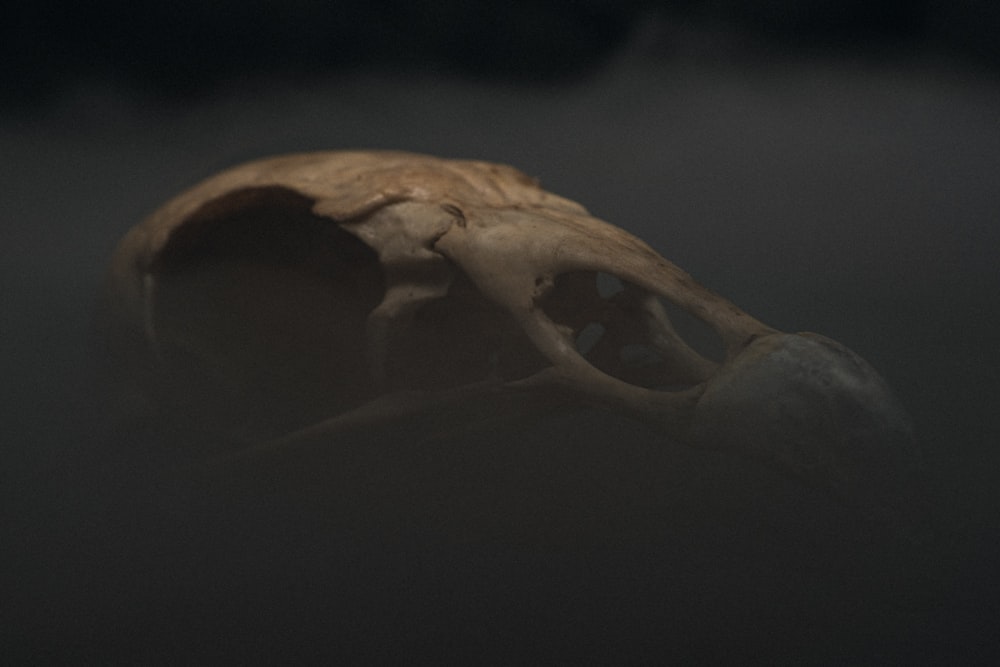 white animal skull on black background