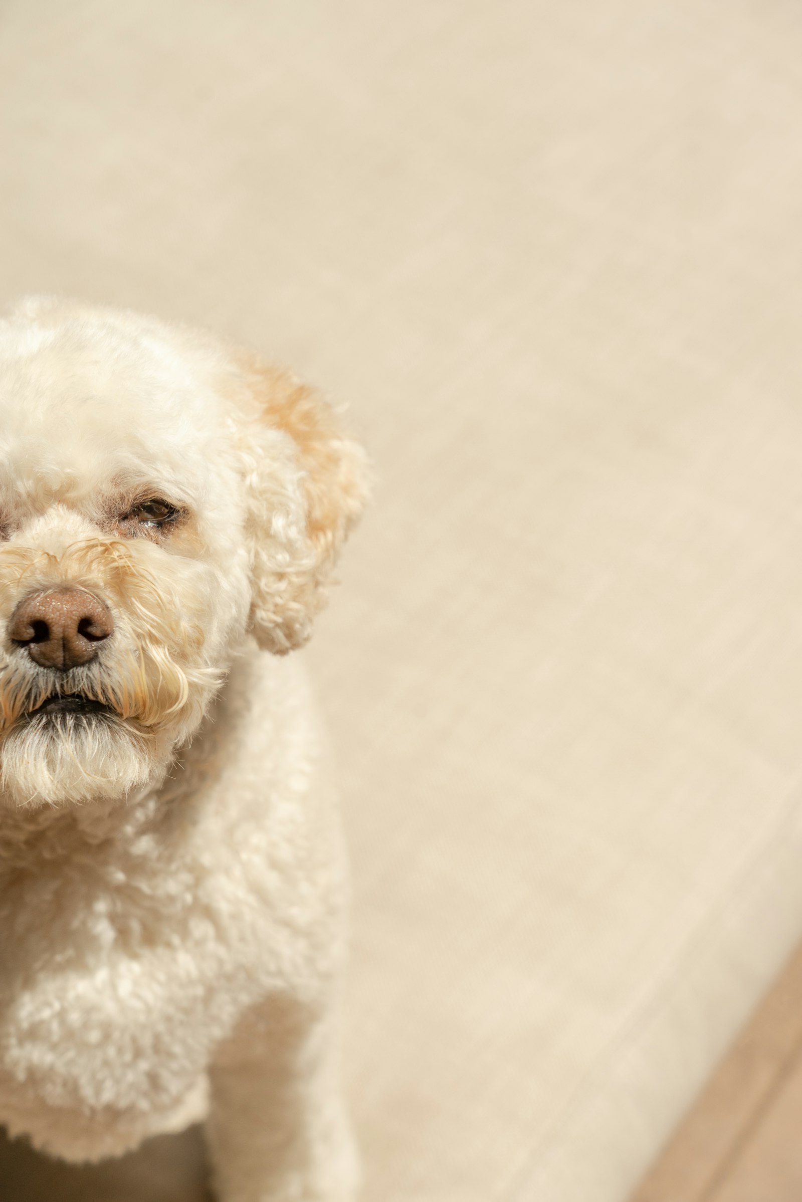 Sony a7R sample photo. White poodle on white photography