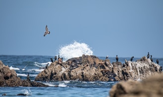 Boat sailing on calm waters with sea lions resting on rocks and birds flying overhead.