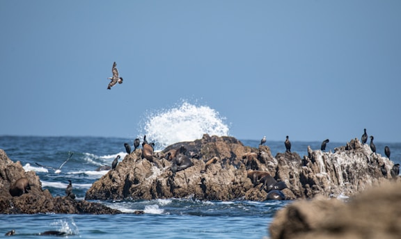 Boat sailing on calm waters with sea lions resting on rocks and birds flying overhead.