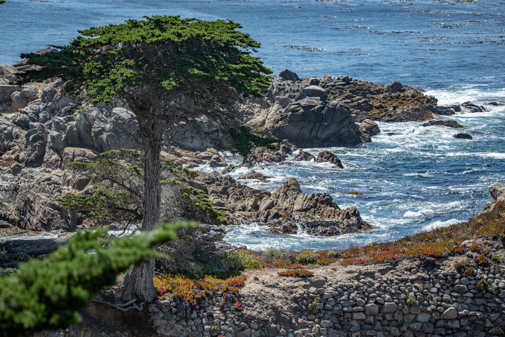 green tree on rocky shore by the sea