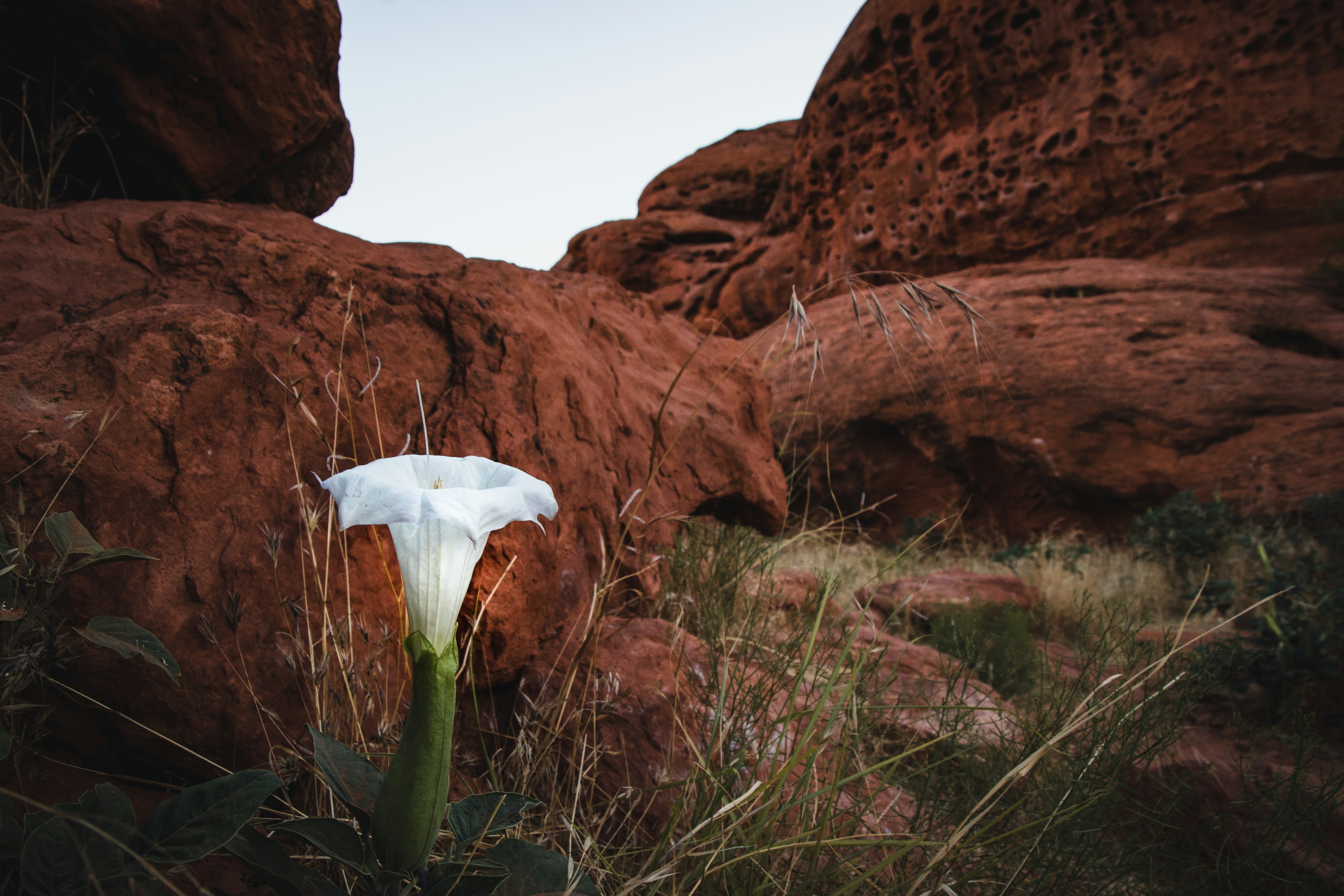 Leaves, Stings, and Venom: Utah's Hidden Outdoor Hazards and How to Respond