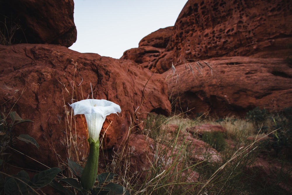white flower on brown rock