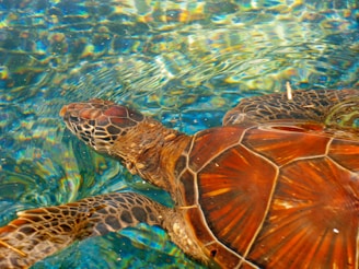 A sea turtle swimming gracefully underwater, displaying a beautifully patterned shell. The water has a shimmering effect, reflecting sunlight and creating a vibrant, colorful scene. The turtle's scales and the texture of its shell are highlighted, showcasing intricate natural designs.