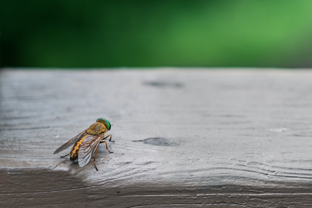 green and black fly on white snow during daytime