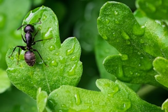 Learn About Ants by NE Region Pest Control