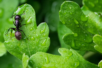 Ant control