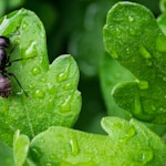 black ant on green leaf