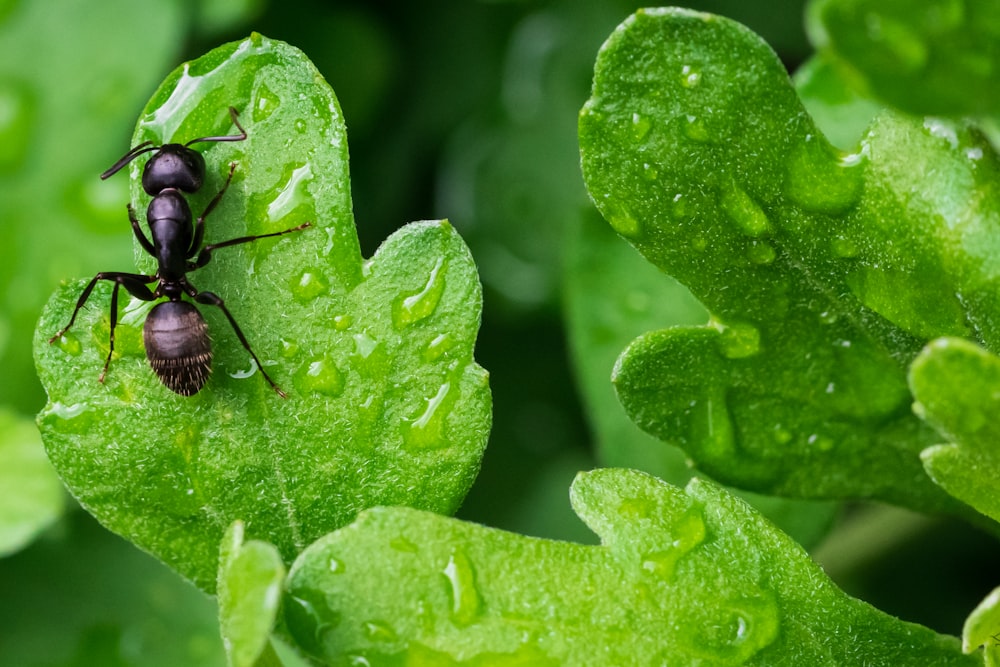 schwarze Ameise auf grünem Blatt