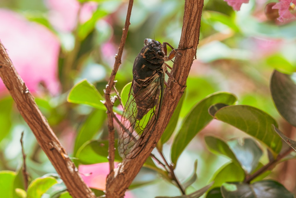 black and brown insect on green leaf