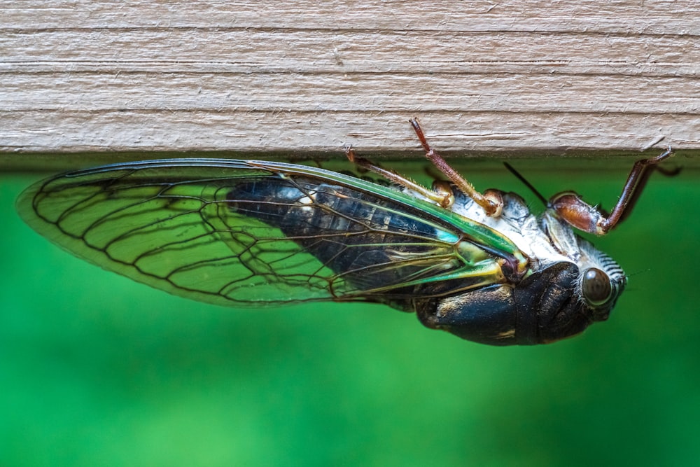 green and brown insect on brown wooden surface