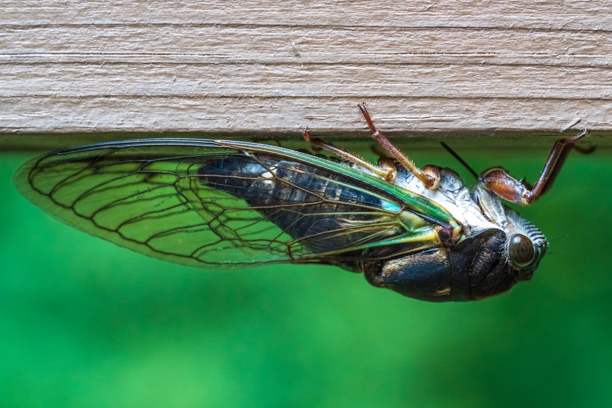 Embrace the Buzz: Preparing for the Incredible Cicada Emergence and Turning it into a Learning Experience