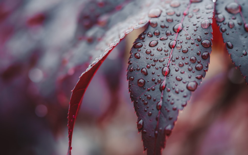 white and red leaf with water droplets