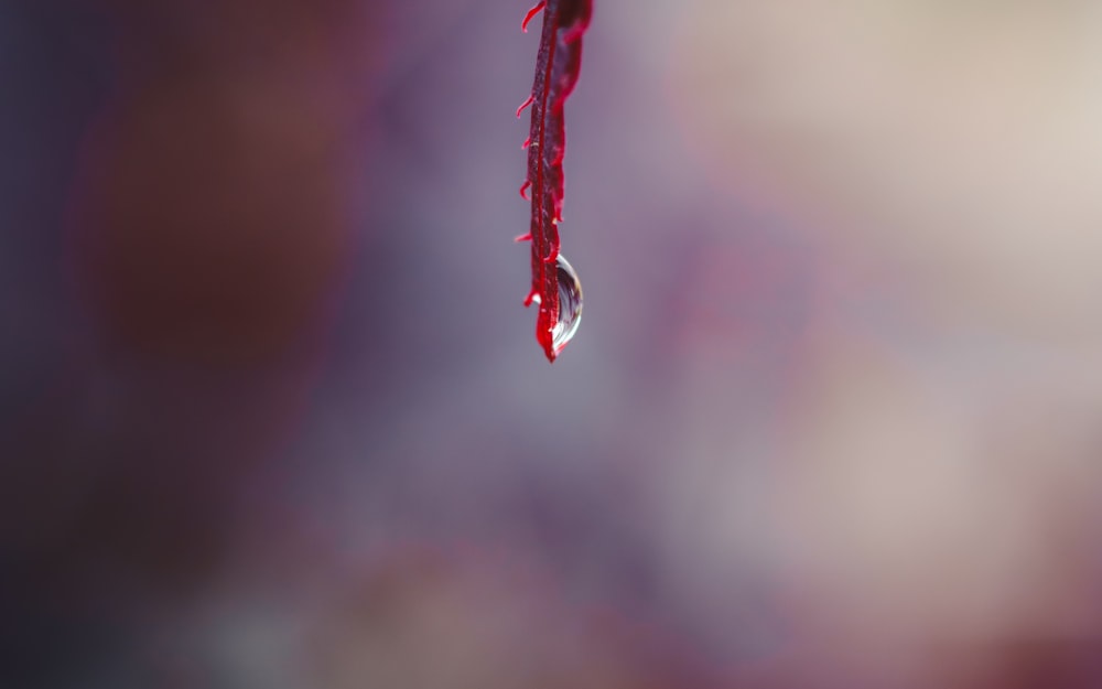 water dew on brown plant stem in tilt shift lens