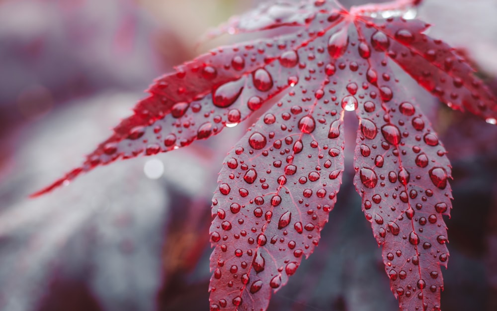 red and white flower with water droplets