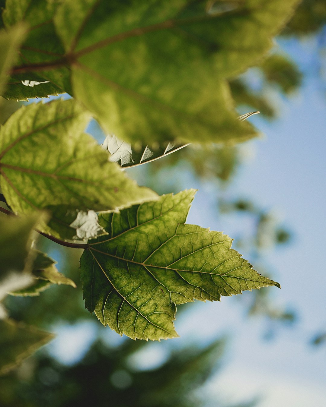 green leaf in close up photography