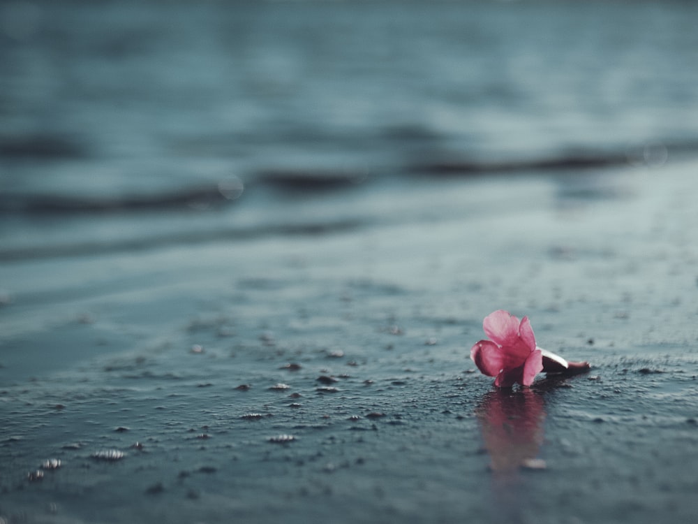 flor cor-de-rosa na água durante o dia