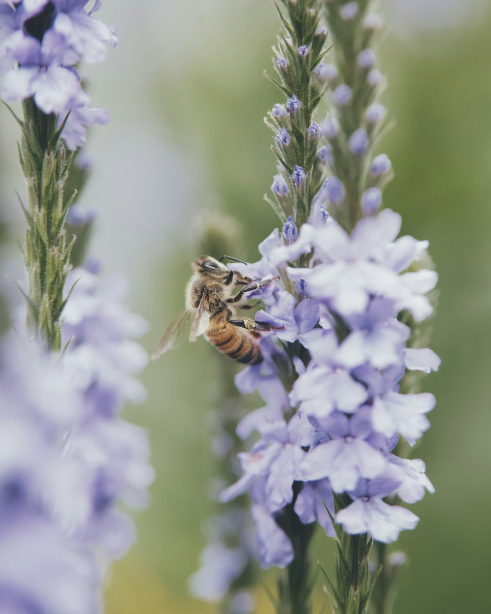 purple and white flower in tilt shift lens