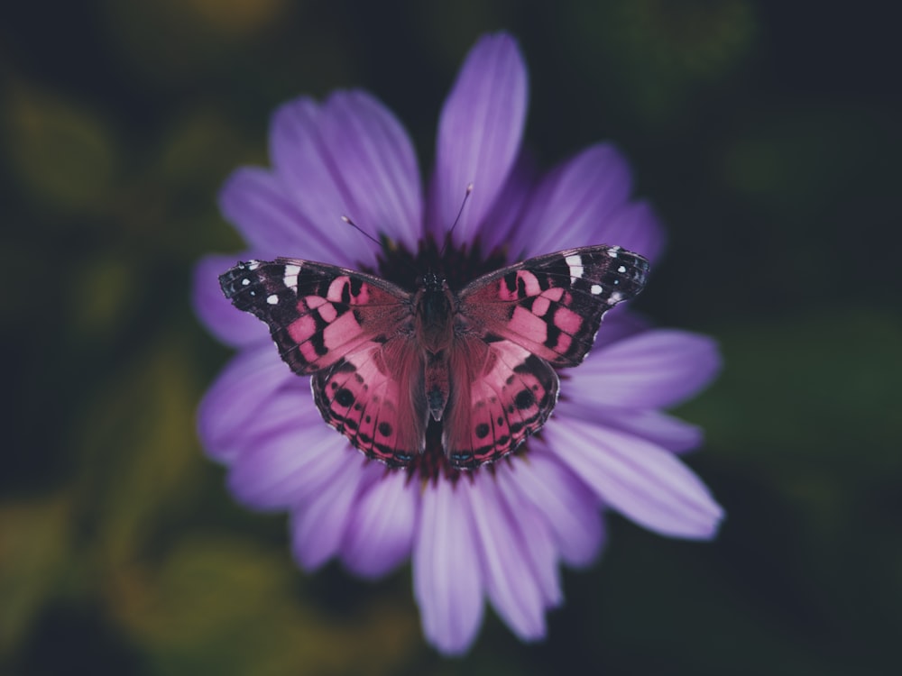 black and orange butterfly on purple flower