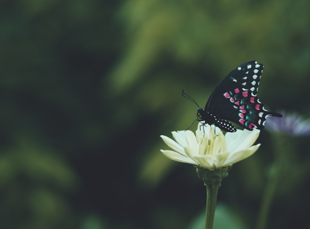 black and white butterfly perched on white flower