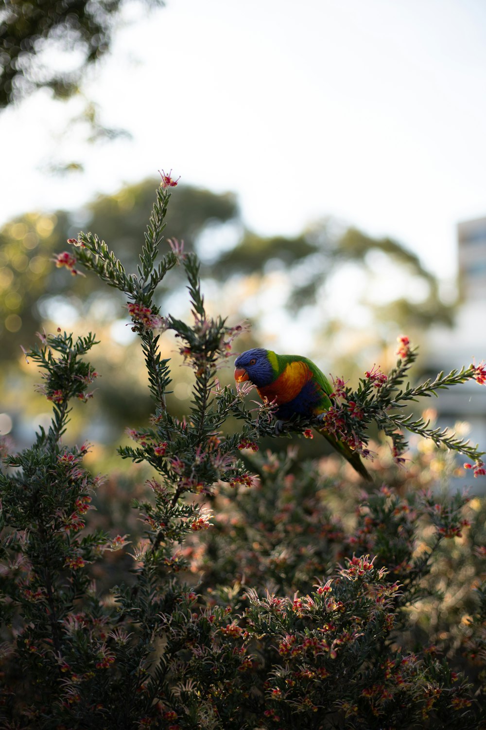 blue green and yellow bird perched on brown plant during daytime