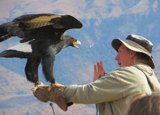 Águila interacting gently with a caretaker in a quiet stable.