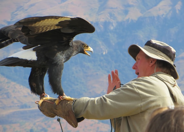 Águila interacting gently with a caretaker in a quiet stable.