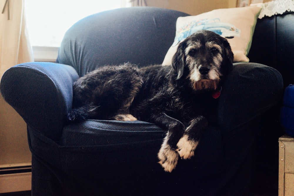 schwarzer und brauner Hund mit langer Beschichtung auf schwarzer Couch liegend