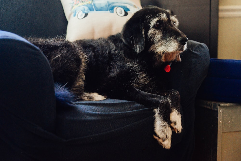 青いソファに横たわる黒いショートコートの中型犬