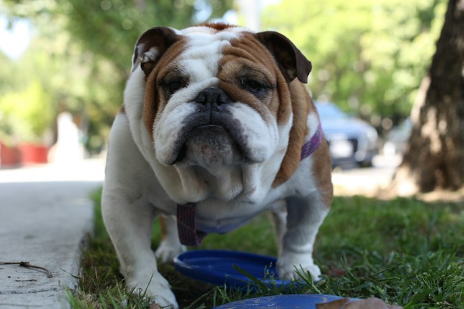 White and fawn English Bulldog standing over a blue food bowl outdoors.