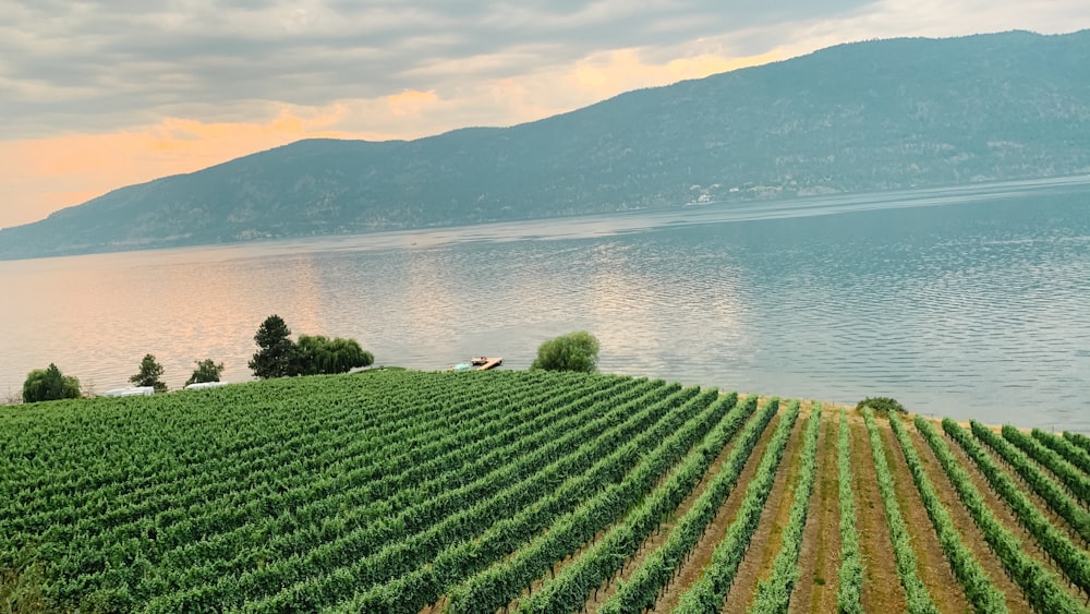 Champ d’herbe verte près d’un plan d’eau pendant la journée