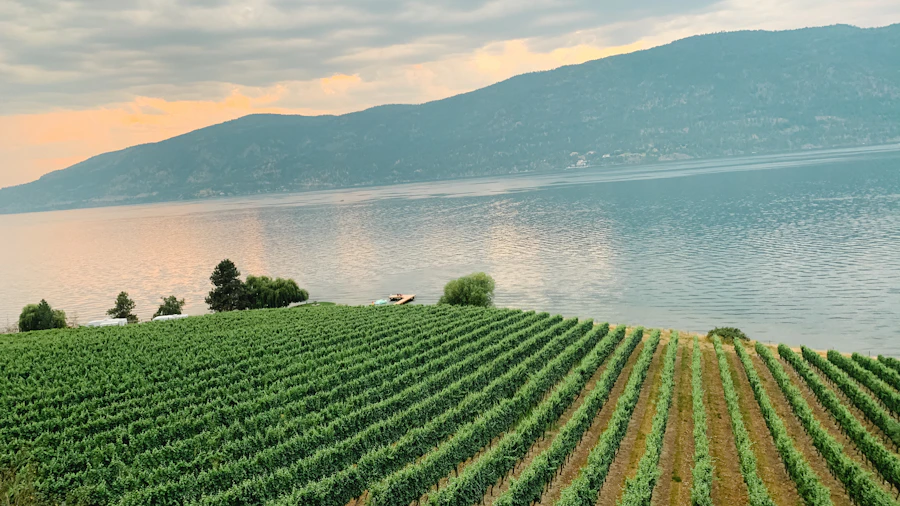 Green rolling field near water in Kelowna, British Columbia under clear skies