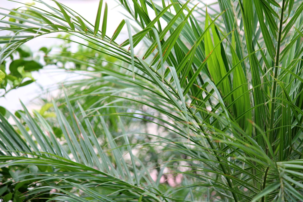 green plant in close up photography