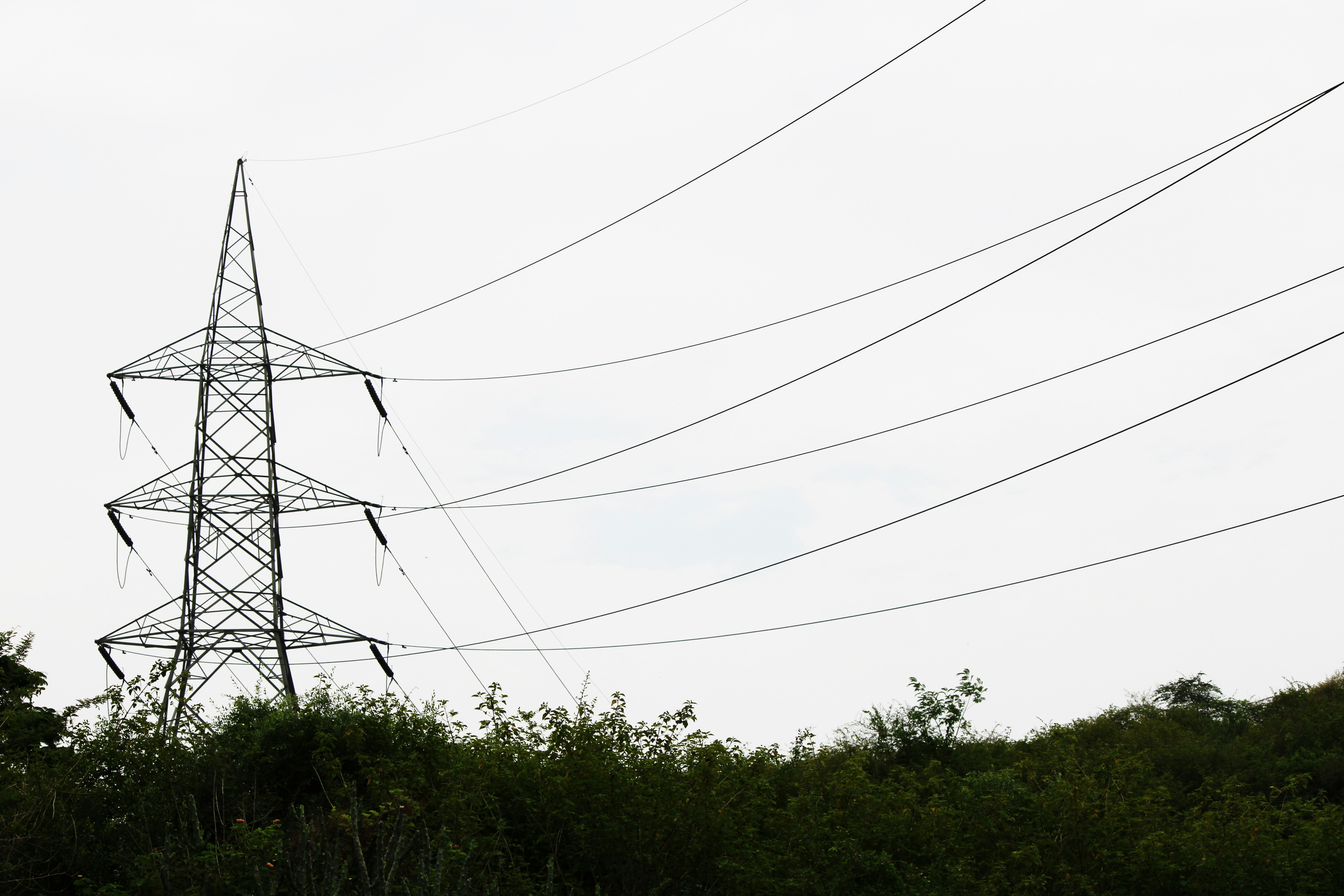 green trees under white sky during daytime