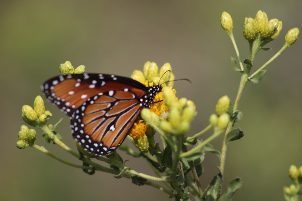 monarch butterfly perched on yellow flower in close up photography during daytime