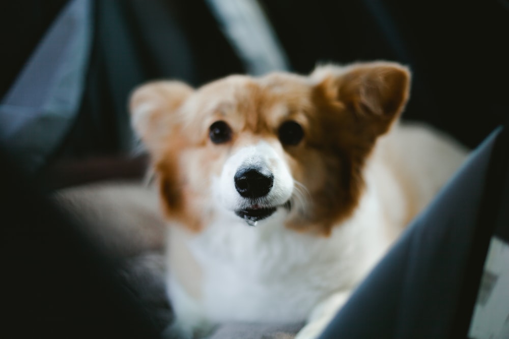 brown and white short coated dog