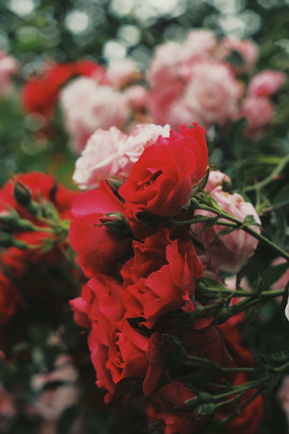 red roses in bloom during daytime