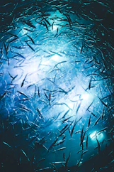 blue and white abstract painting