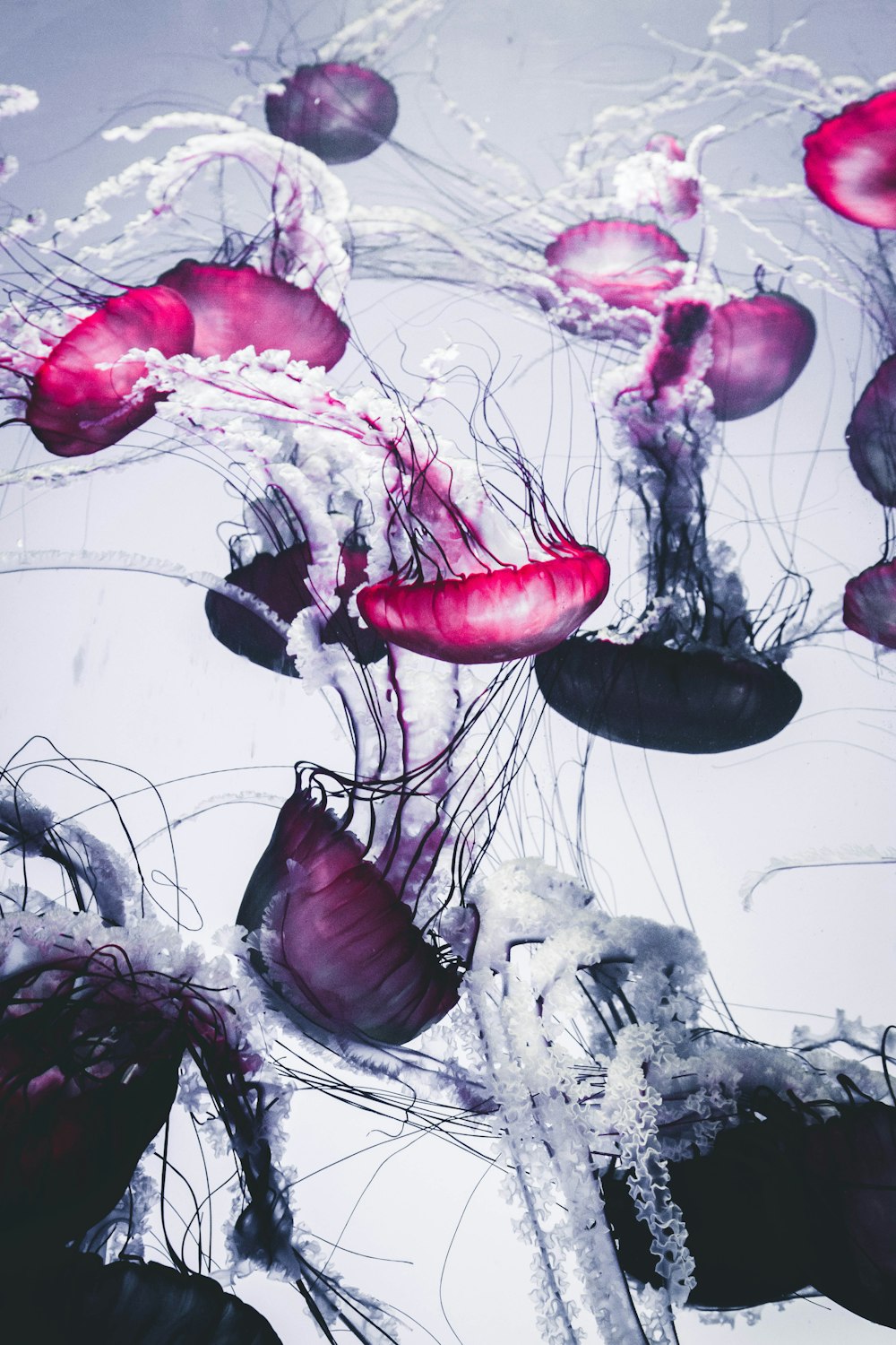 pink and white jellyfish painting